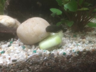 Hot teen getting caught while sucking on a big cucumber